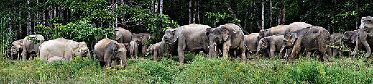 婆罗洲,俾格米人,大象,象属,牧群,放牧,马来西亚