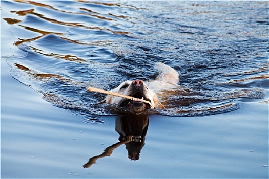 游泳,拉布拉多犬,狗