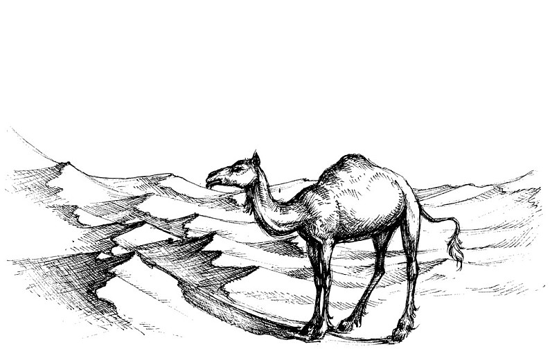 骆驼线描画图片