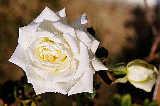 白色蔷薇,纳克索斯岛,基克拉迪群岛,希腊,欧洲