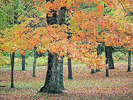美国,密歇根,半岛,松树,秋天