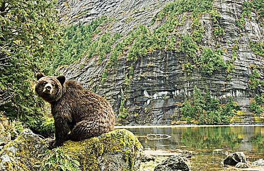 沿岸,大灰熊,棕熊,睡觉,三文鱼,捕鱼,大熊雨林,不列颠哥伦比亚省,加拿大