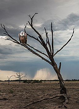 秃鹰,栖息,枯木,奥卡万戈河,纳米比亚,非洲