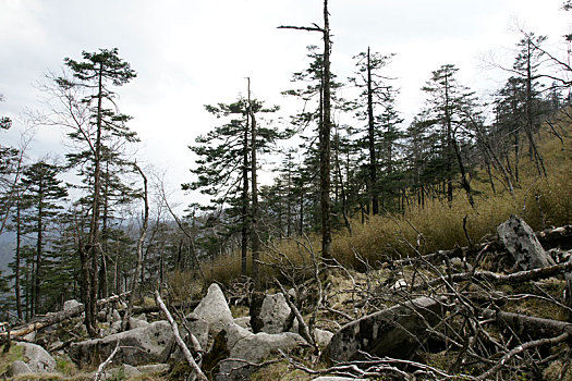 秦岭针叶林