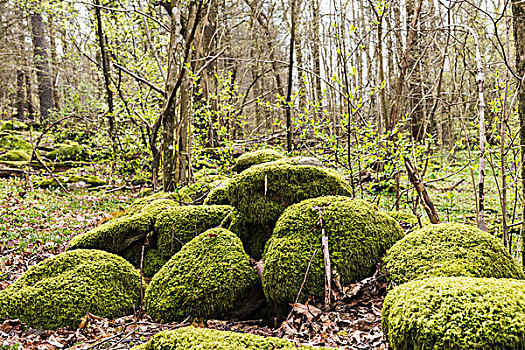 苔藓,石头,树林