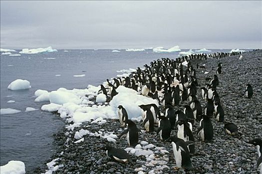 阿德利企鹅,站立,海岸线,保利特岛,南极
