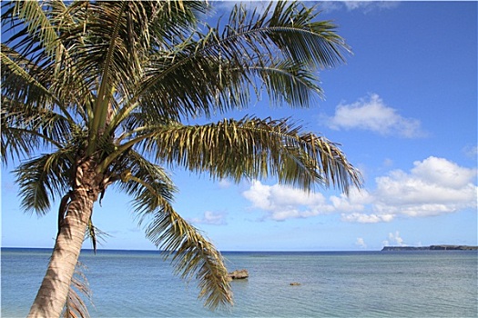 棕榈树,海洋,关岛