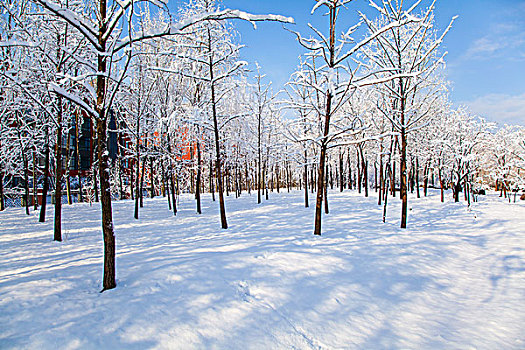 覆盖着厚厚的白雪的树林