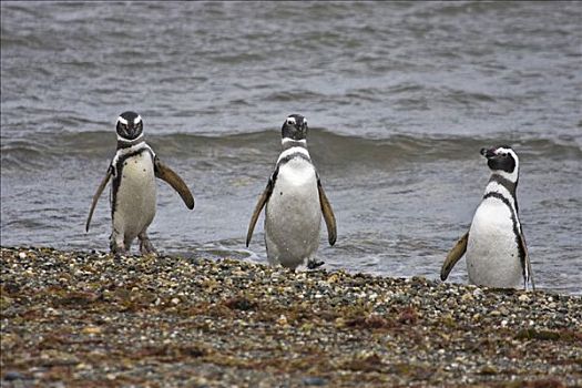 企鹅,小蓝企鹅,巴塔哥尼亚,智利,南美