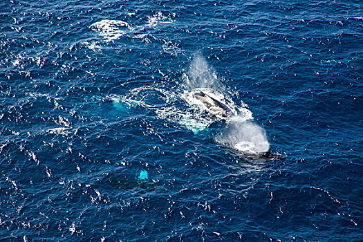 驼背鲸,毛伊岛,夏威夷