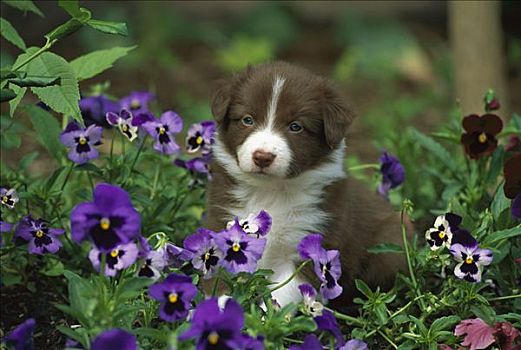 博德牧羊犬,狗,小狗,玩,紫花