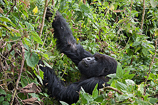 山地大猩猩,大猩猩,银背大猩猩,植被,国家,卢旺达