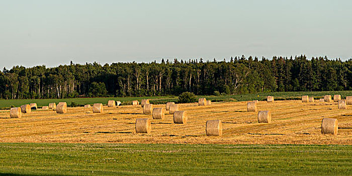 干草包,地点,爱德华王子岛,加拿大
