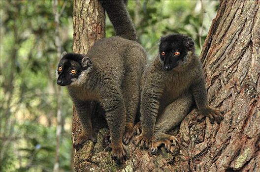 一对,安达斯巴曼塔迪亚国家公园,马达加斯加