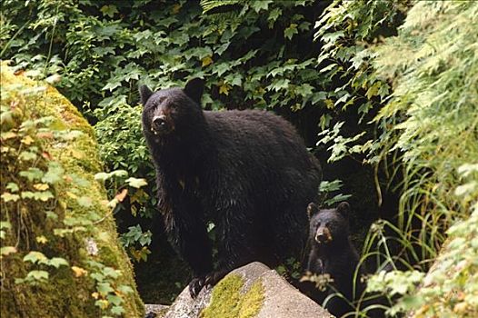 黑熊,幼兽,岩石上,树林