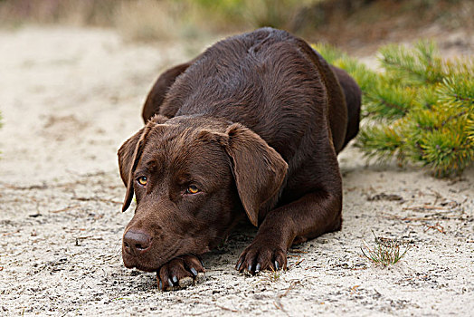 褐色,拉布拉多,狗,猎犬,家犬,母狗,无聊,石荷州,德国,欧洲