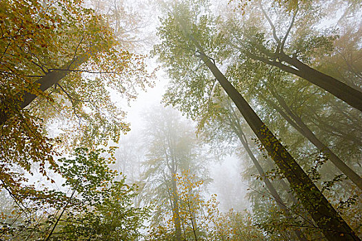 秋色,树,雾,哈尔茨山,国家公园,萨克森安哈尔特,德国,欧洲