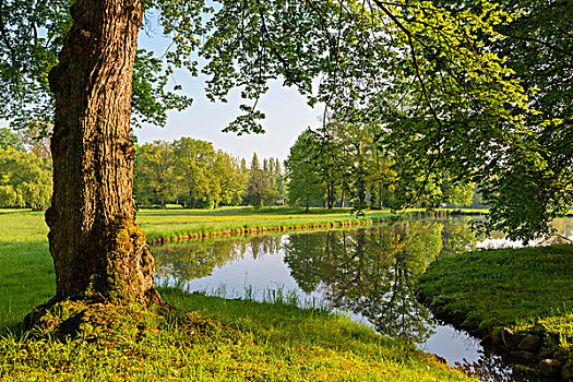 树干,湖,春天,公园,阿沙芬堡,弗兰克尼亚,巴伐利亚,德国