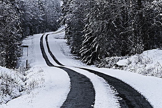 道路,树林,暴风雪