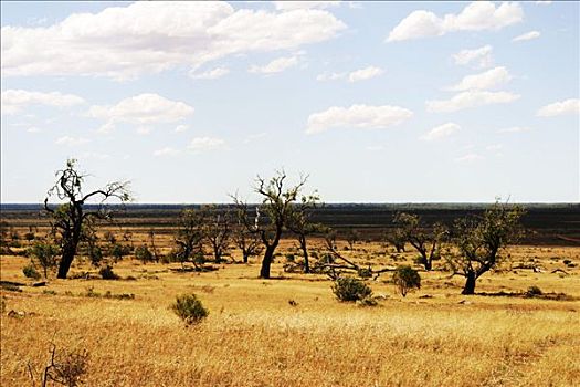 疏林草原,澳洲南部,风景,桉树