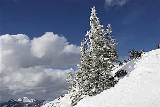 积雪,挪威针杉,欧洲云杉,巴伐利亚阿尔卑斯山,巴伐利亚,德国