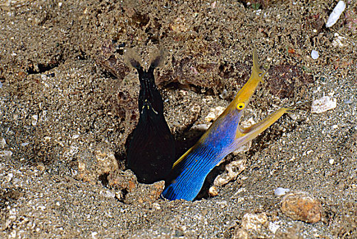 带,鳗鱼,黑色,幼小,蓝色,分享,洞穴,安汶,印度尼西亚