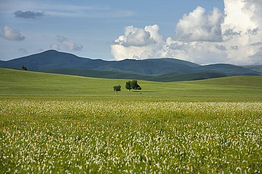 野花,生态,保存,内蒙古,中国