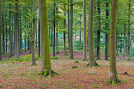 欧洲山毛榉,树林,自然公园,施佩萨特,巴伐利亚,德国
