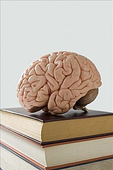 大脑,书本