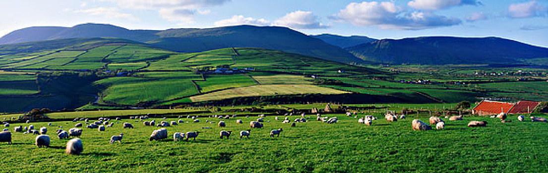 田园,场景,靠近,丁格尔半岛,爱尔兰