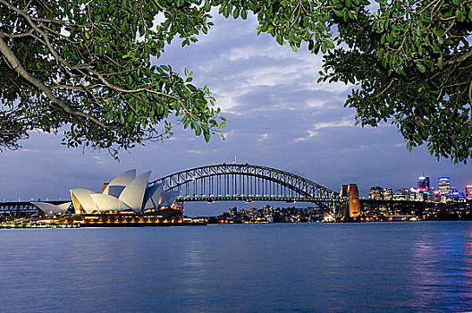 澳大利亚,悉尼,海港大桥,剧院,叶子,前景