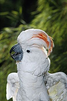 美冠鹦鹉,凤头鹦鹉,肖像,岛屿,印度尼西亚