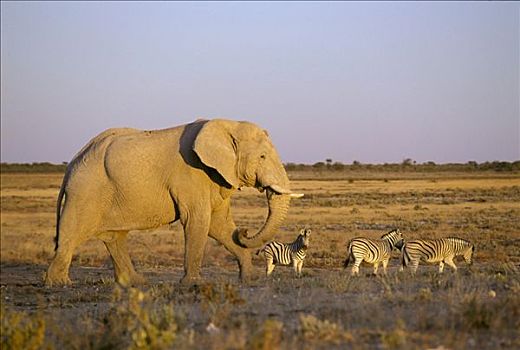 大象,非洲象,晚上,亮光,埃托沙国家公园,纳米比亚