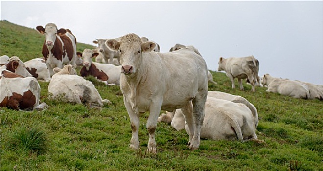 母牛,山地牧场