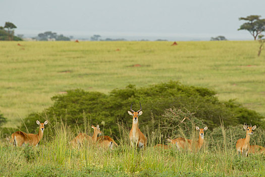 羚羊,秋天,国家公园,乌干达