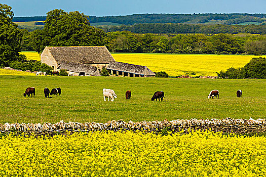 油菜地,母牛,放牧,格洛斯特郡,科茨沃尔德,英格兰,英国