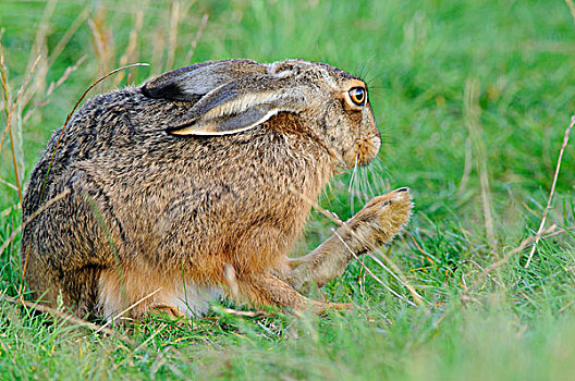 野兔,欧洲野兔