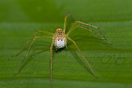 蜘蛛,厄瓜多尔