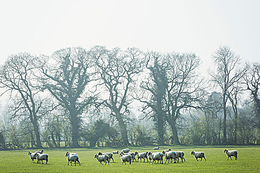 羊群,草场,树,背景
