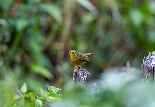 活跃在中国西南山地低矮灌木丛间的金色林鸲鸟
