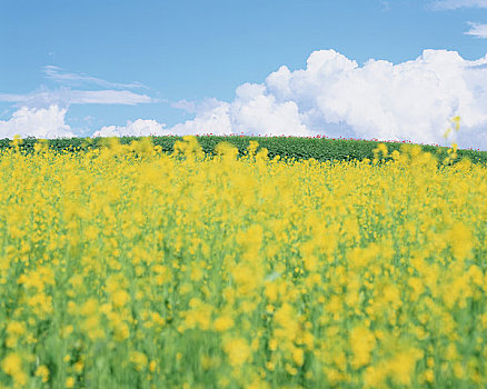 油菜花