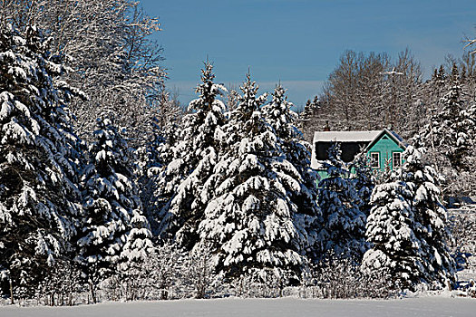 积雪,树,温室,隐藏,后面,南,魁北克,加拿大