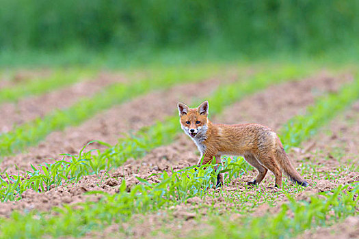 幼兽,红狐,狐属,玉米地,黑森州,德国