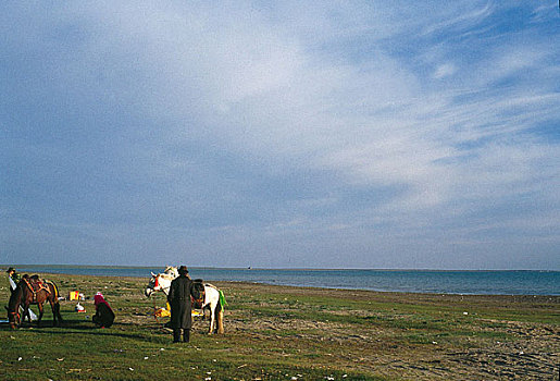 青海湖,马