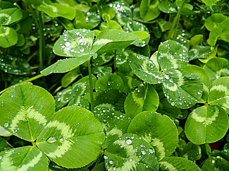 绿色植物,植被