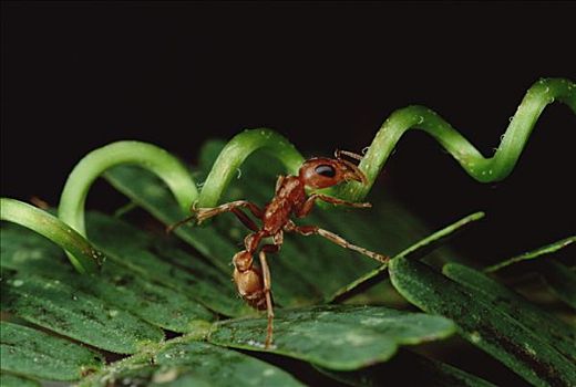 蚂蚁,撕,向上,藤,主人,刺,金合欢,刺槐,哥斯达黎加