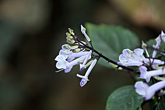 艾氏香茶菜