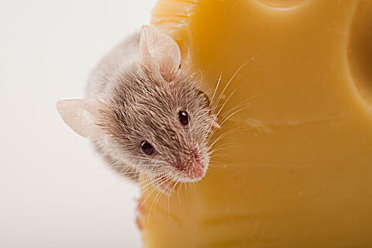 有趣,老鼠,奶酪
