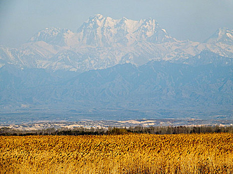 博格达峰,雪山,芦苇