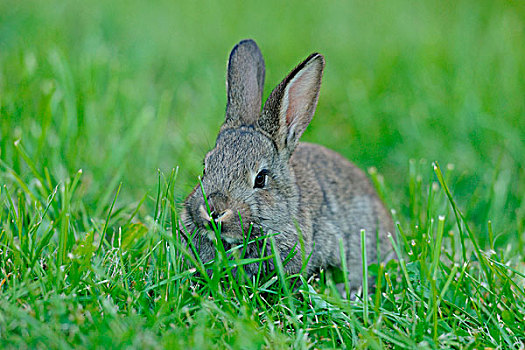 驯服,家居,生活,兔子,兔豚鼠属,孩子,幼兽,年轻,草地,巴伐利亚,德国